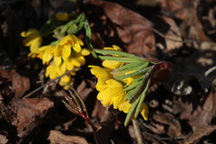 Gymnospermium altaicum