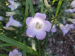 Campanula hagielia