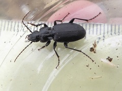 Pterostichus cristatus