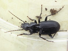 Pterostichus cristatus