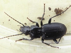 Pterostichus cristatus