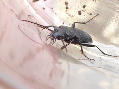 Pterostichus cristatus