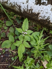 Valeriana flaccidissima