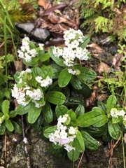 Trigonotis formosana elevatovenosa