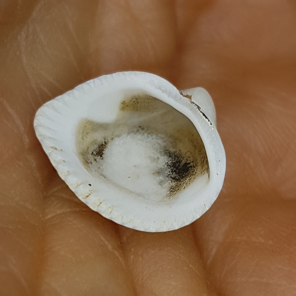 Noetia reversa