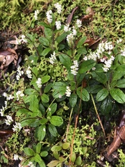 Trigonotis formosana elevatovenosa