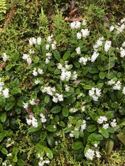 Trigonotis formosana elevatovenosa