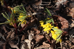 Gymnospermium altaicum