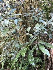 Litsea morrisonensis