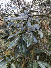 Litsea morrisonensis