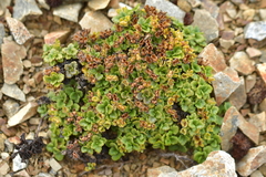 Veronica spathulata
