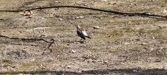 Turdus pilaris