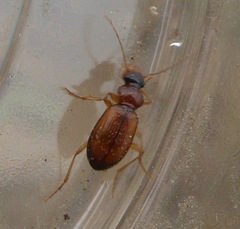 Leistus terminatus