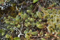 Pimelea microphylla