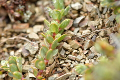 Pimelea microphylla
