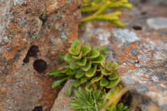 Veronica hookeriana