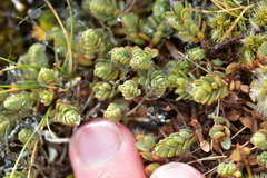 Pimelea microphylla