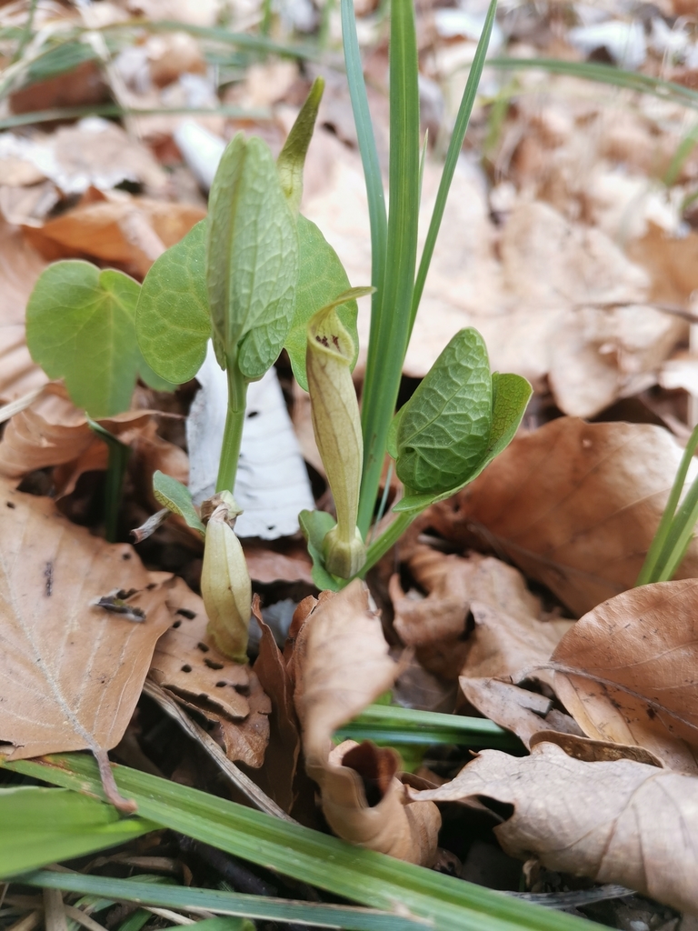 Yellow Birthwort from Gračnica/Planini, 3225 Planina pri Sevnici ...