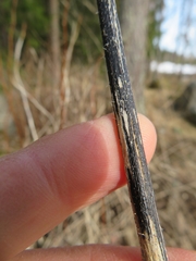 Aporhytisma urticae