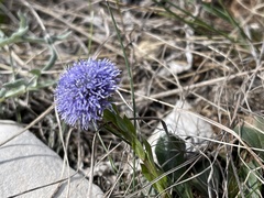 Globularia bisnagarica