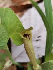 Aristolochia lutea