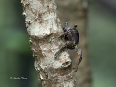 Episesarma versicolor