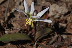 Erythronium krylovii