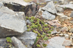 Veronica hookeriana