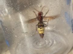 Vespa orientalis