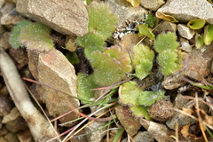 Ranunculus multiscapus