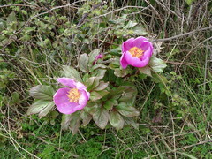 Paeonia mascula