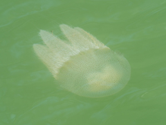 Acromitus flagellatus