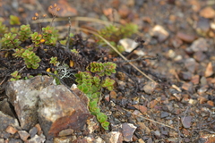 Veronica hookeriana