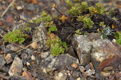 Veronica hookeriana
