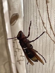 Vespa orientalis