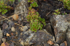 Veronica hookeriana