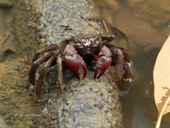 Episesarma chentongense