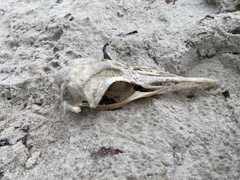 Aptenodytes patagonicus