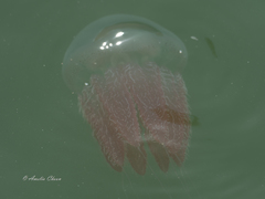Acromitus flagellatus