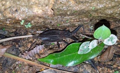 Telmatotrephes chinensis