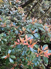 Ternstroemia gymnanthera