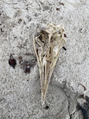 Aptenodytes patagonicus