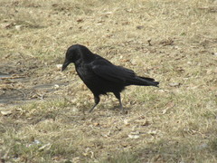 Corvus corone