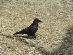 Corvus corone