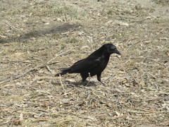 Corvus corone