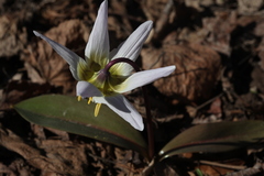Erythronium krylovii