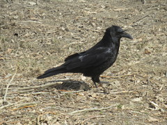 Corvus corone