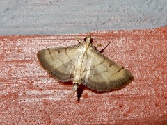 Cnaphalocrocis patnalis