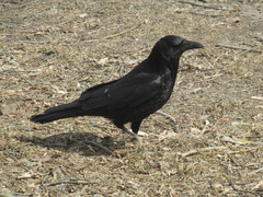 Corvus corone