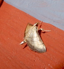 Cnaphalocrocis patnalis